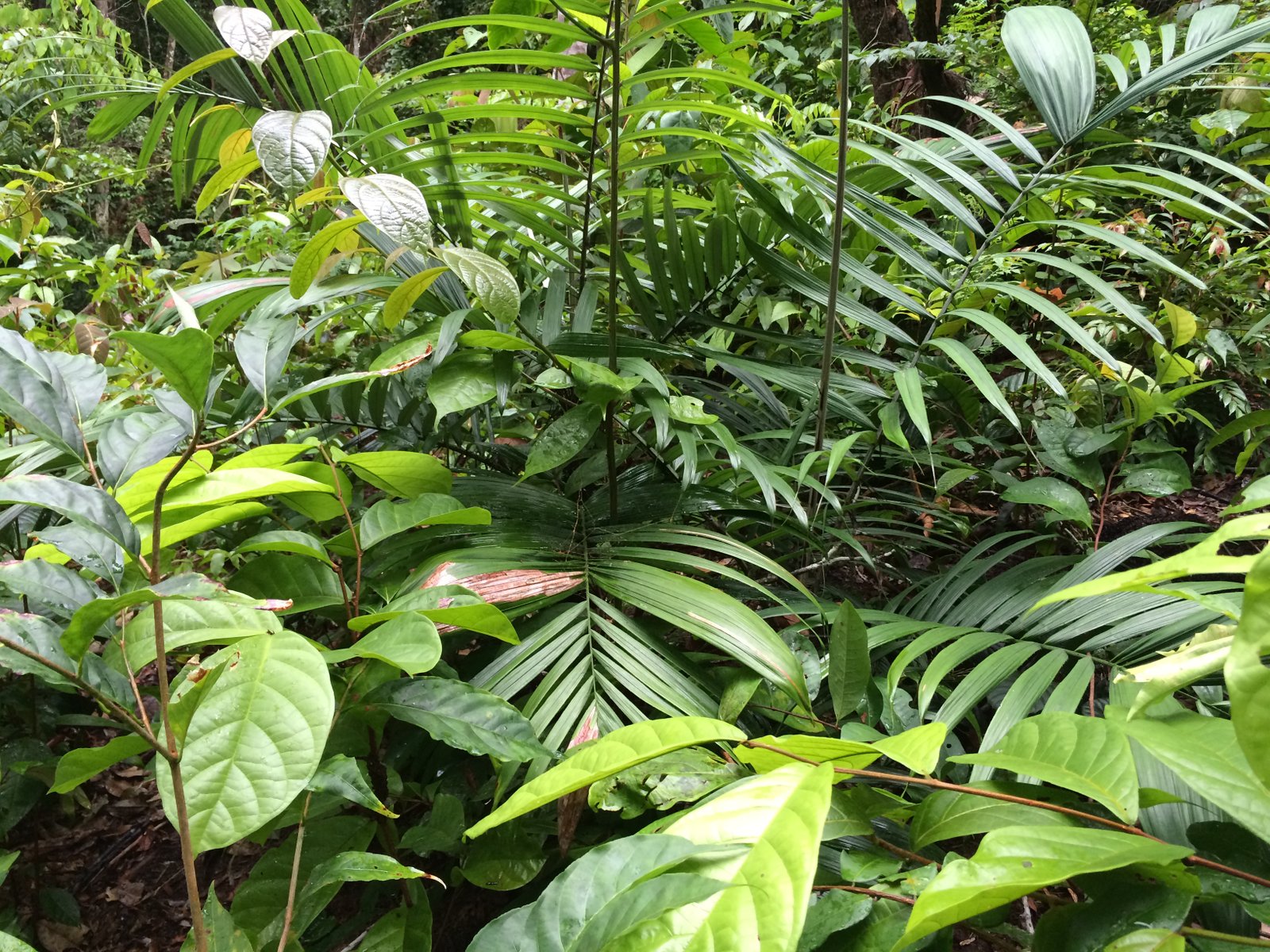 rich rainforest foliage brazil